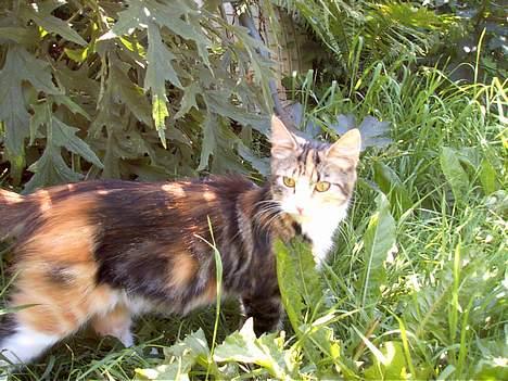 Huskat Muller. - øøh hvad mig neej jeg kunne aldri finde på at tage sjangs kød billede 8