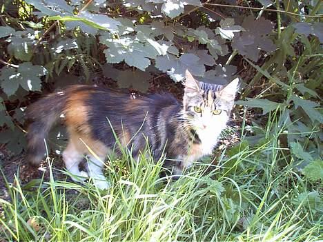 Huskat Muller. - hvad glor du på kristina tror du ikke på mig billede 9