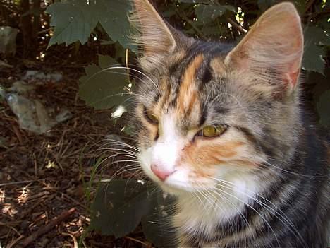 Huskat Muller. - gode gud jeg beder dig GI MIG NOGET MAD NU SPASSER!!! billede 10