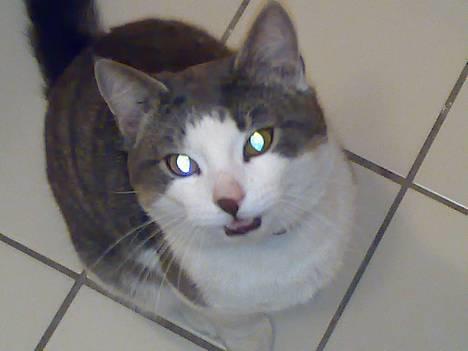 Blanding af racer Junior - Jeg snakker med min mor :o) billede 1