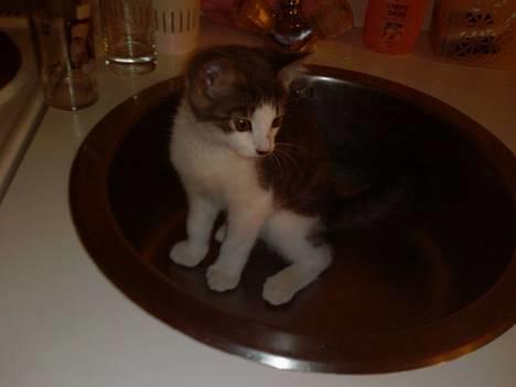 Blanding af racer Junior - Neej, hvor er det en fin lille vask, jeg er hoppet ned i:o) billede 2