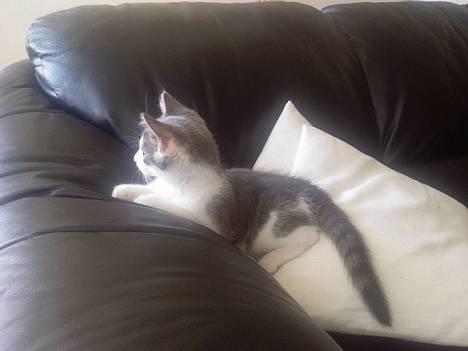 Blanding af racer Junior - Hvad sker der, der ude??:o) billede 3