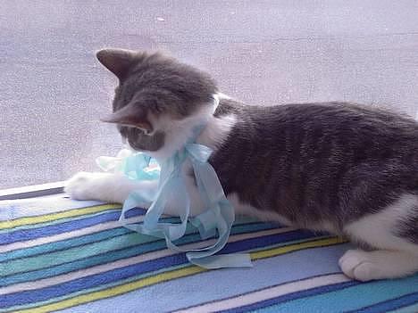 Blanding af racer Junior - Er jeg ikke smuk med sløjfe?? :o) billede 4