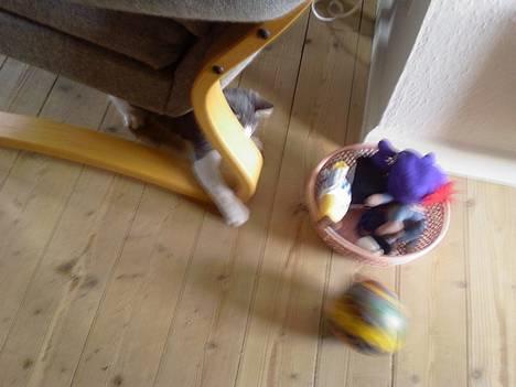 Blanding af racer Junior - Se... Jeg spiller bold, er jeg ikke dygtig?? :o) billede 5