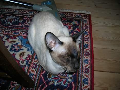 Siameser siam billede 1