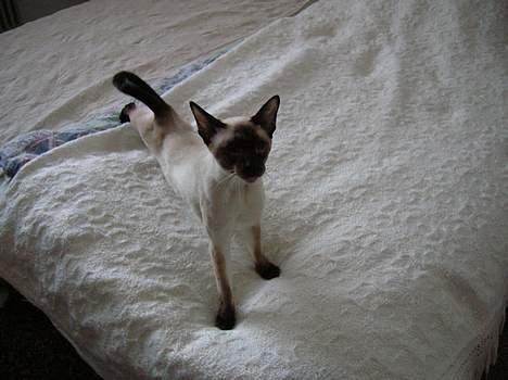 Siameser siam billede 2