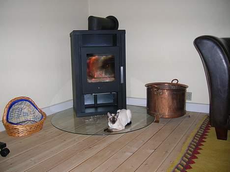 Siameser siam billede 3