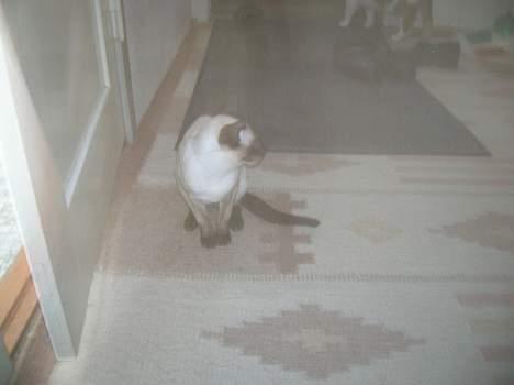 Siameser siam billede 4