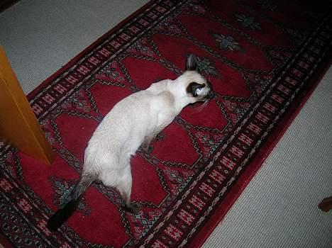 Siameser siam billede 5