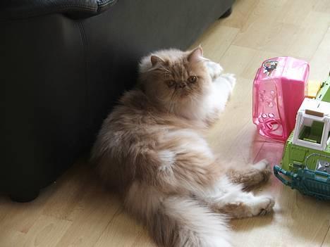 Perser andreas - er jeg ikke sød billede 1