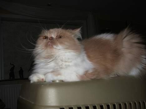 Perser andreas - kuk kuk billede 2