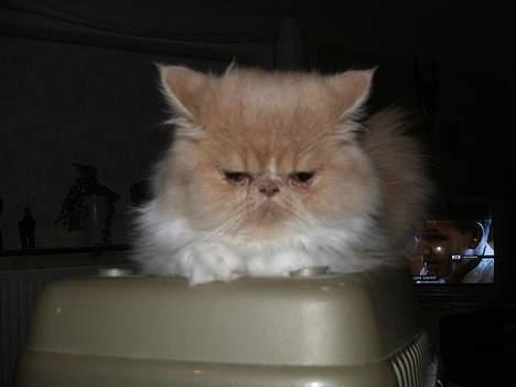 Perser andreas - hej med jer billede 4