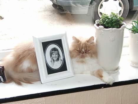 Perser andreas - det er så hygge at ligge i vindues karmen og kigge ud billede 5