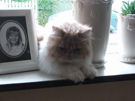 Perser andreas - hejsa billede 6