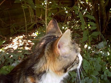 Huskat Muller. - der er noget der over... billede 11