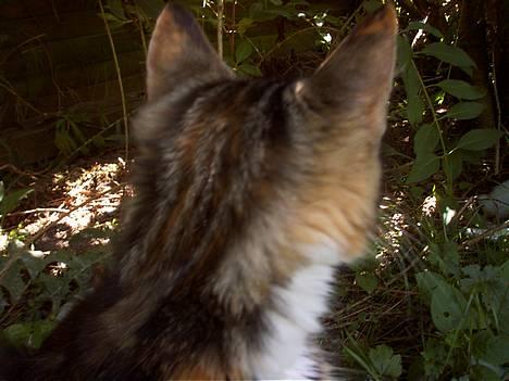 Huskat Muller. - jeg jeg tror jeg kan se en mus billede 12