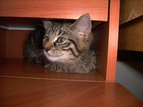 Huskat Mille - Gemmer mig.....hehe billede 13