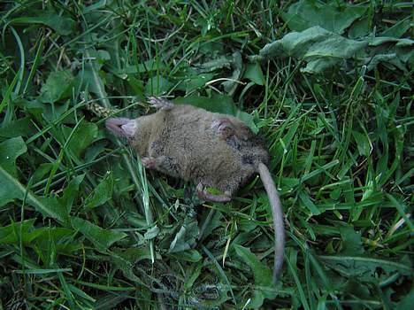 Huskat Missemor - her er min fangst fra billede 10.. billede 15