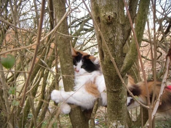 Huskat Tequila - Leike!! billede 9