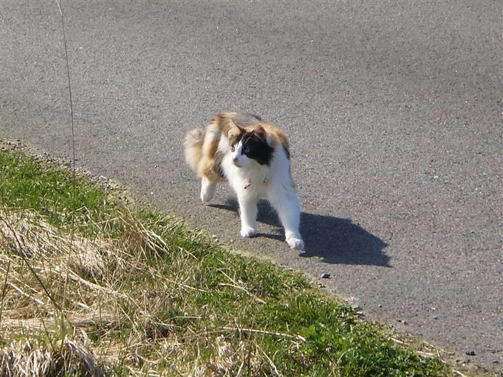 Huskat Tequila - dronningen :) billede 10