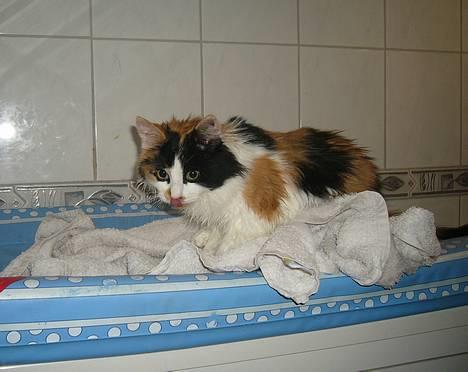 Huskat Tequila - Nybadet Tequila :o) billede 11