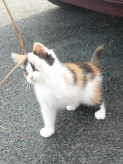 Huskat Tequila - Leke er morro :-D billede 13