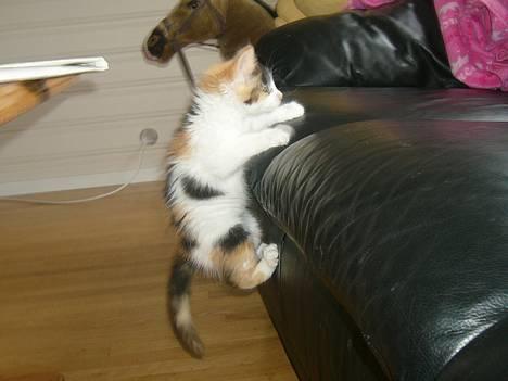 Huskat Tequila - På tur opp i sofaen billede 14