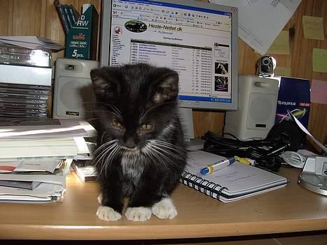 Huskat Chazer RIP - Jeg kan godt sidde her og hjælpe med at skrive på computer.. billede 13