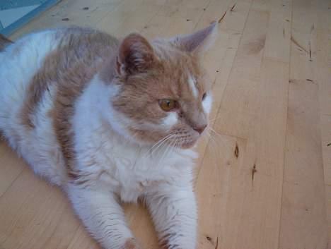 Blanding af racer Maxi  ( Dansk huskat ) billede 10