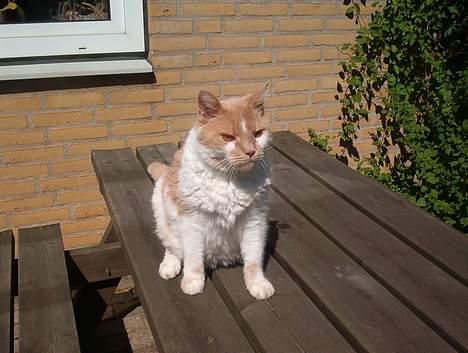 Blanding af racer Maxi  ( Dansk huskat ) billede 11