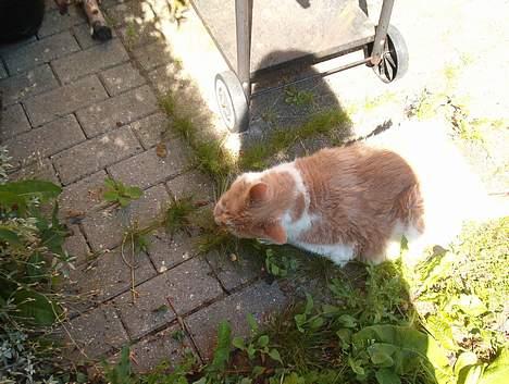 Blanding af racer Maxi  ( Dansk huskat ) billede 12