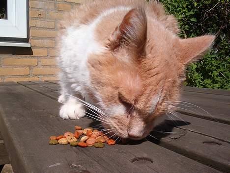 Blanding af racer Maxi  ( Dansk huskat ) billede 13