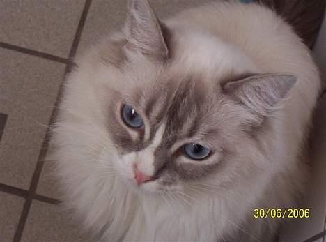 Ragdoll Darling - Darling, min prinsesse! billede 1