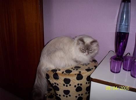 Ragdoll Darling - En dronning på tronen! billede 2