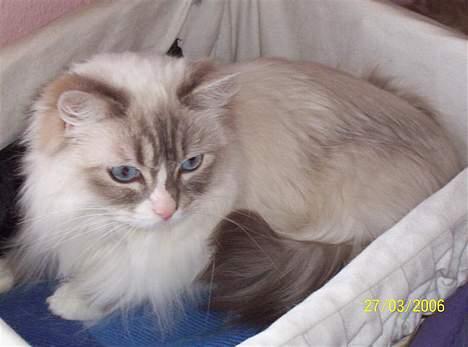 Ragdoll Darling - Darling i kurven. billede 3