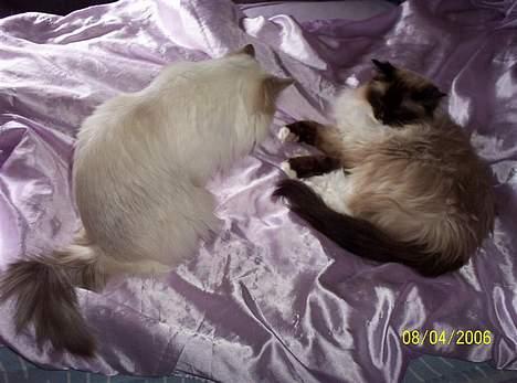 Ragdoll Darling - Darling og Honey hygger sig! billede 4