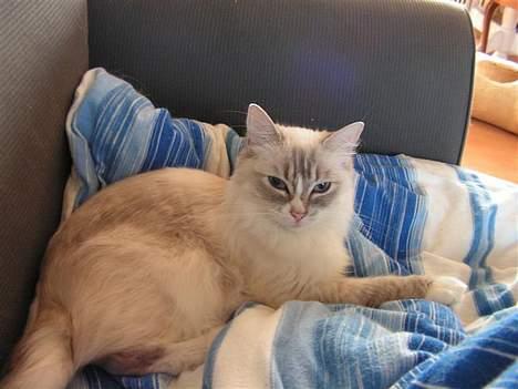 Ragdoll Darling - Darling slapper ad! billede 5