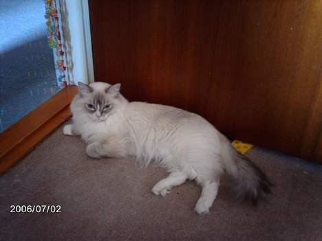 Ragdoll Darling - Et dejligt pigebarn. billede 6