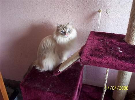 Ragdoll Darling - Darling i kattemiljøet! billede 7