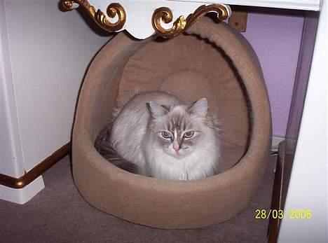 Ragdoll Darling - Darling i hulen. billede 8