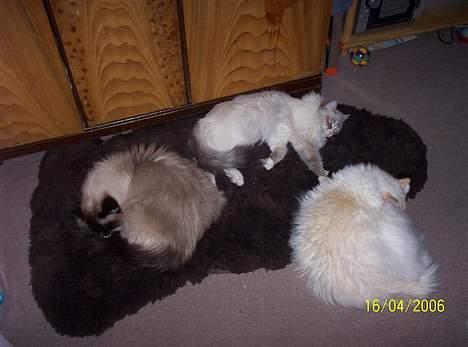 Ragdoll Darling - Darling, Honey og Zephyros! billede 9