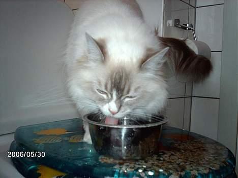 Ragdoll Darling - En dame, der drikker. billede 10