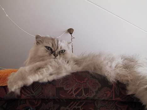 Blanding af racer Laban billede 19