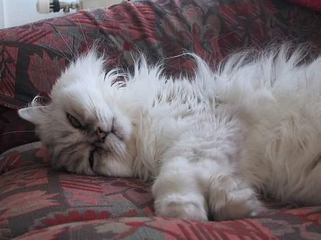 Blanding af racer Laban billede 20