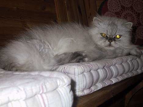 Blanding af racer Putte billede 16