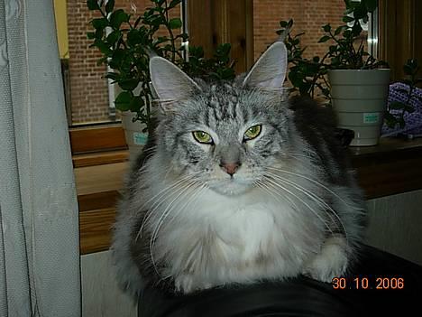 Maine Coon DK coon Vally`s Alaska - smuk billede 1