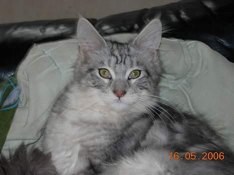 Maine Coon DK coon Vally`s Alaska - uh hvad var dog det?! billede 2