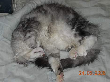 Maine Coon DK coon Vally`s Alaska - uh ha billede 3