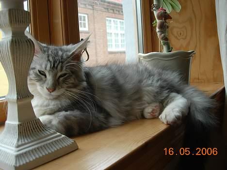 Maine Coon DK coon Vally`s Alaska - elsker at ligge her, kan jo se hvad der forgår billede 4