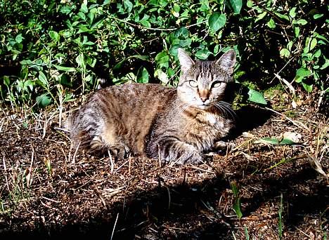 Blanding af racer MisMis *Prinsessen* billede 19